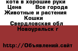 кота в хорошие руки › Цена ­ 0 - Все города Животные и растения » Кошки   . Свердловская обл.,Новоуральск г.